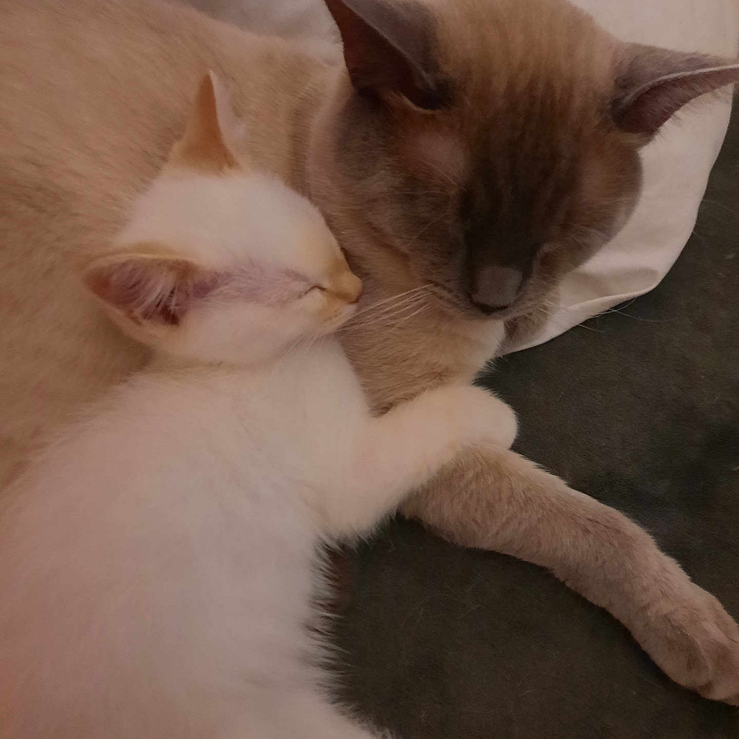 Smokey With Freya is registered to the contest to win money with this photo: animal, cat, closeup, companion, cozy, cute, domestic, ears, feline, friendship, fur, indoor, kitten, paw, pets, relaxation, resting, sleeping, snuggling, whiskers