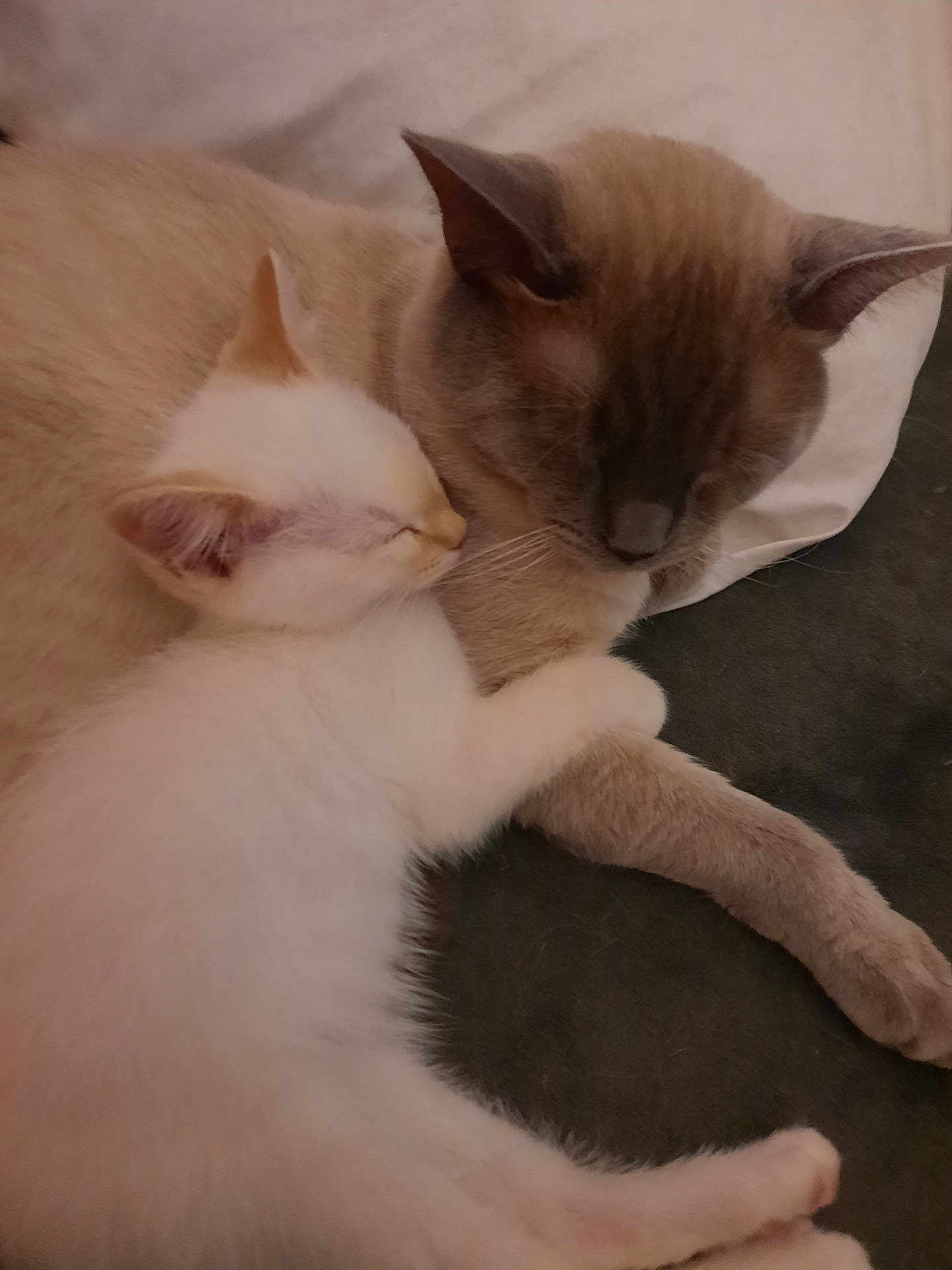 Smokey With Freya is registered to the contest to win money with this photo: cat, kitten, sleeping, snuggling, cute, pets, animal, feline, closeup, cozy, resting, domestic, fur, whiskers, ears, paw, companion, indoor, relaxation, friendship