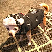 Coco is registered to the contest to win money with this photo: dog, small_dog, clothing, jacket, hat, indoor, carpet, patterned_rug, pet, cute, animal, fur, standing, looking, cozy, winter_wear, canine, domestic_animal, chihuahua, portrait