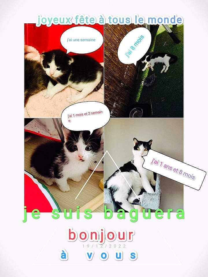 Baguera a rejoint le concours — aidez-le/la à gagner de superbes lots ! art, carnivore, cat, collage, creative_arts, domestic_short_haired_cat, felidae, font, formal_wear, fur, internet_meme, mammal, pattern, photo_caption, small_to_medium_sized_cats, tail, vertebrate, whiskers