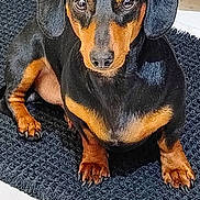 Andy joined the competition — help win amazing prizes! dog, dachshund, pet, animal, black_and_tan, fur, ears, eyes, nose, paws, indoor, floor, rug, cute, sitting, looking, portrait, domestic_animal, companion, small_dog