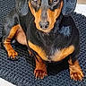 dog, dachshund, pet, animal, black_and_tan, fur, ears, eyes, nose, paws, indoor, floor, rug, cute, sitting, looking, portrait, domestic_animal, companion, small_dog