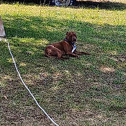 Brownie is registered to the contest to win money with this photo: dog, grass, rope, tree, pickup_truck, car, parked_vehicle, outdoor, sunlight, shadow, leaves, canine, pet, resting, nature, daytime, yard, vehicle, blue_car, vintage_truck