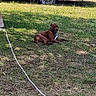 dog, grass, rope, tree, pickup_truck, car, parked_vehicle, outdoor, sunlight, shadow, leaves, canine, pet, resting, nature, daytime, yard, vehicle, blue_car, vintage_truck