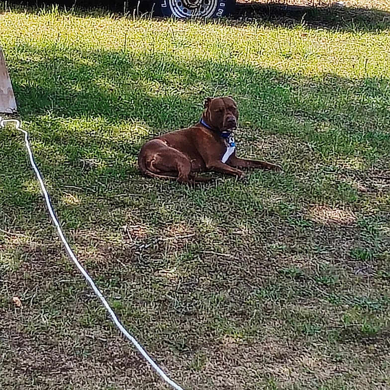 Brownie