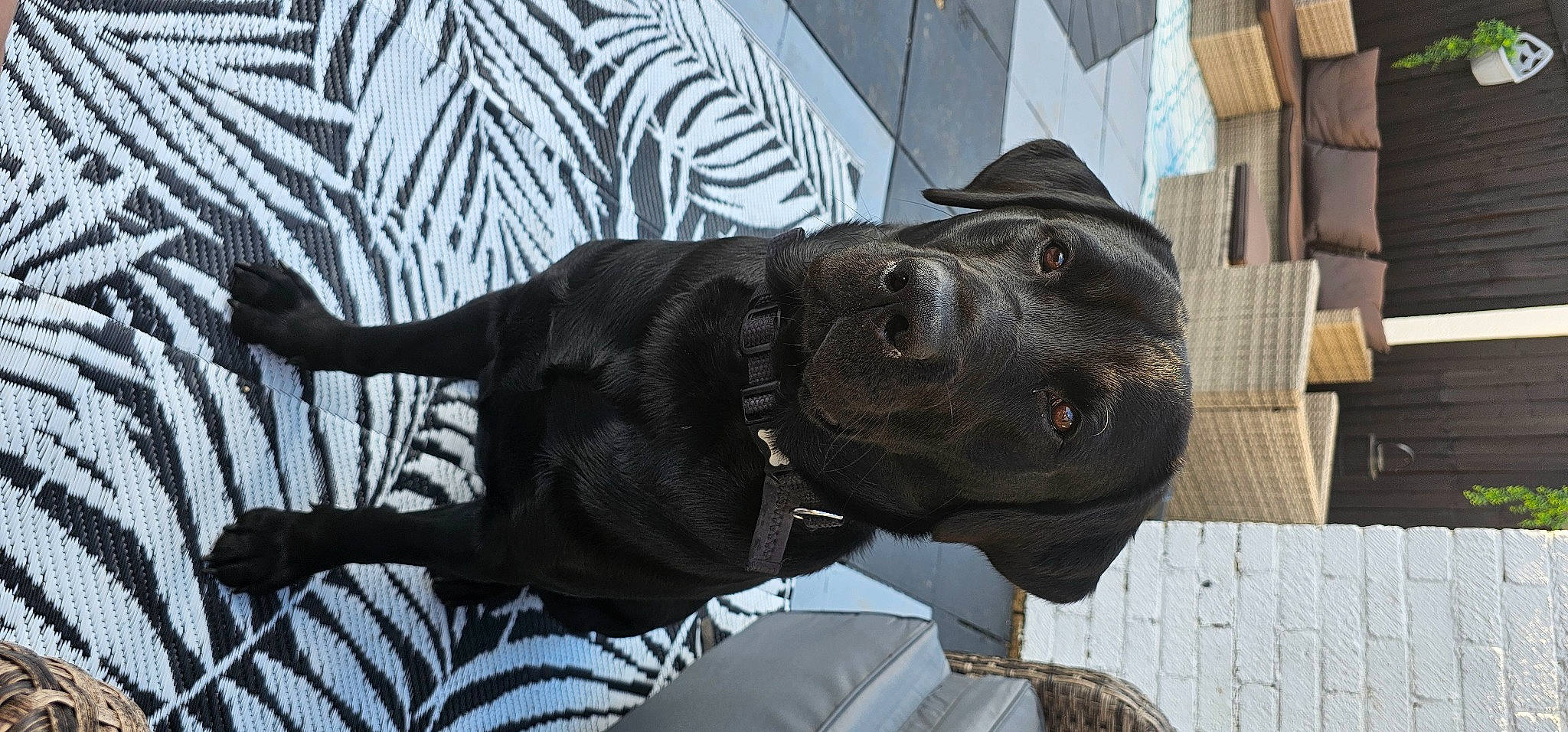 Jasper joined the competition — help win amazing prizes! art, canidae, carnivore, collar, companion_dog, dog, dog_breed, dog_collar, fawn, fur, guard_dog, liver, mammal, retriever, sculpture, sporting_group, terrestrial_animal, vertebrate, working_animal, wrinkle