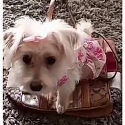 Honey is registered to the contest to win money with this photo: dog, small_dog, pet, fluffy, pink_outfit, handbag, carpet, indoor, cute, animal, fur, accessory, domestic_animal, purse, texture, closeup, sitting, looking, adorable, white_fur