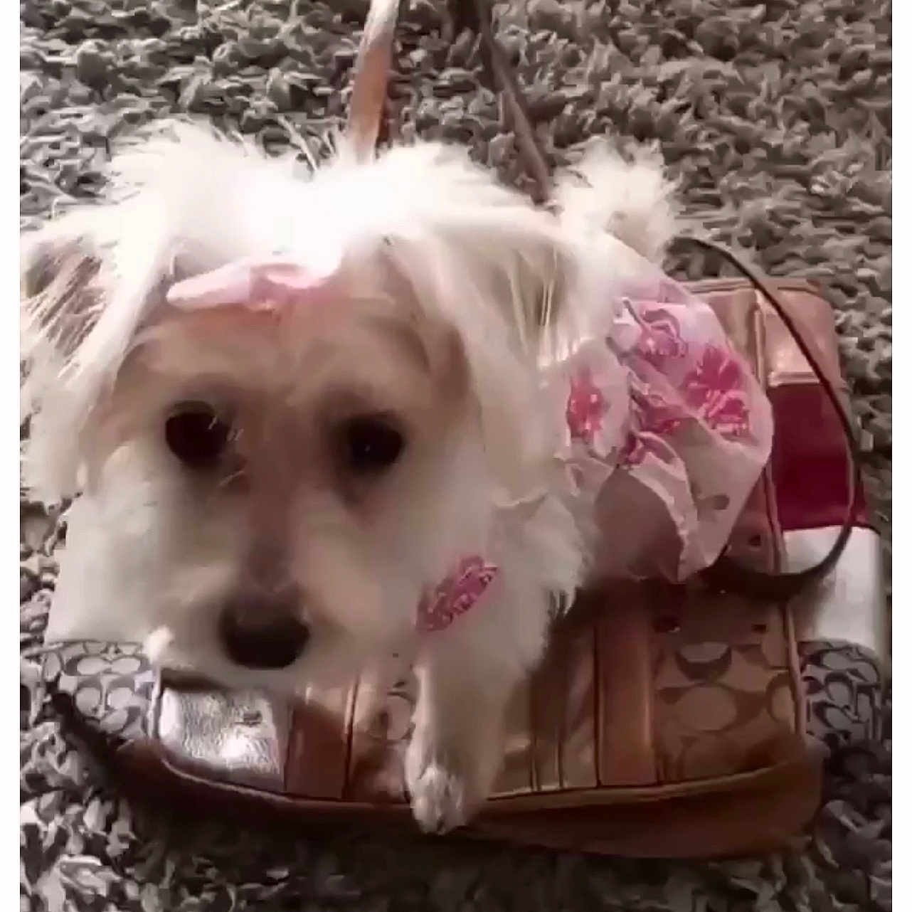 Honey is registered to the contest to win money with this photo: accessory, adorable, animal, carpet, closeup, cute, dog, domestic_animal, fluffy, fur, handbag, indoor, looking, pet, pink_outfit, purse, sitting, small_dog, texture, white_fur