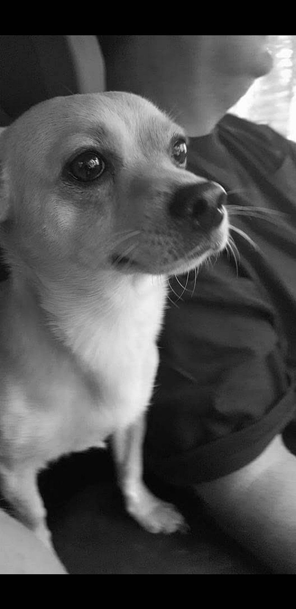 Marley is registered to the contest to win money with this photo: black_and_white, canidae, carnivore, chihuahua, companion_dog, dog, dog_breed, ear, eye, feist, mammal, monochrome, monochrome_photography, mouth, nose, photography, puppy, snout, toy_dog, whiskers