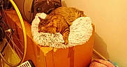 Pupuce a rejoint le concours — aidez-le/la à gagner de superbes lots ! bedroom, bicycle_wheel, blanket, cardboard_box, cat, cord, cozy, fluffy_bed, furniture, heater, household_items, indoor, orange_tabby, patterned_fabric, pet, quiet, resting, sleeping, tape, warm_lighting