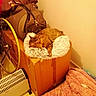 bedroom, bicycle_wheel, blanket, cardboard_box, cat, cord, cozy, fluffy_bed, furniture, heater, household_items, indoor, orange_tabby, patterned_fabric, pet, quiet, resting, sleeping, tape, warm_lighting