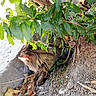 Pupuce a rejoint le concours — aidez-le/la à gagner de superbes lots ! animal, branches, brown, camouflage, cat, curious, fur, greenery, ground, hiding, leaves, mammal, nature, outdoor, pet, quiet, rocks, tree, whiskers, wildlife