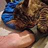 animal, bed, blue_fabric, cat, close_up, comfort, cozy, domestic_animal, feline, human_hand, indoor, paw, pet, resting, sleeping_cat, sleeve, snuggling, striped_fur, tabby_cat, warm_light