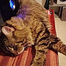 Pupuce participe au concours pour gagner de l'argent avec cette photo : animal, cat, closeup, cozy, domestic_cat, fur, furniture, home, indoor, mammal, paw, peaceful, pet, relaxed, resting, scratching_post, sleeping, tabby_cat, whiskers, wooden_surface