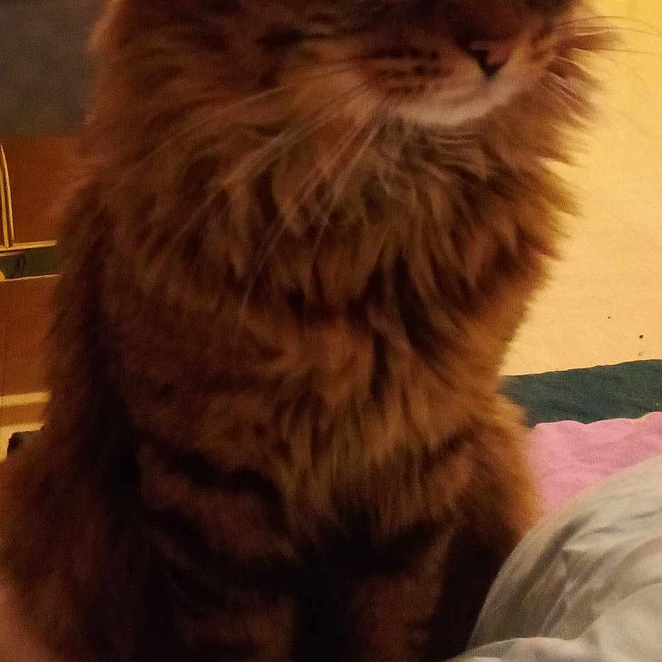 Pupuce
