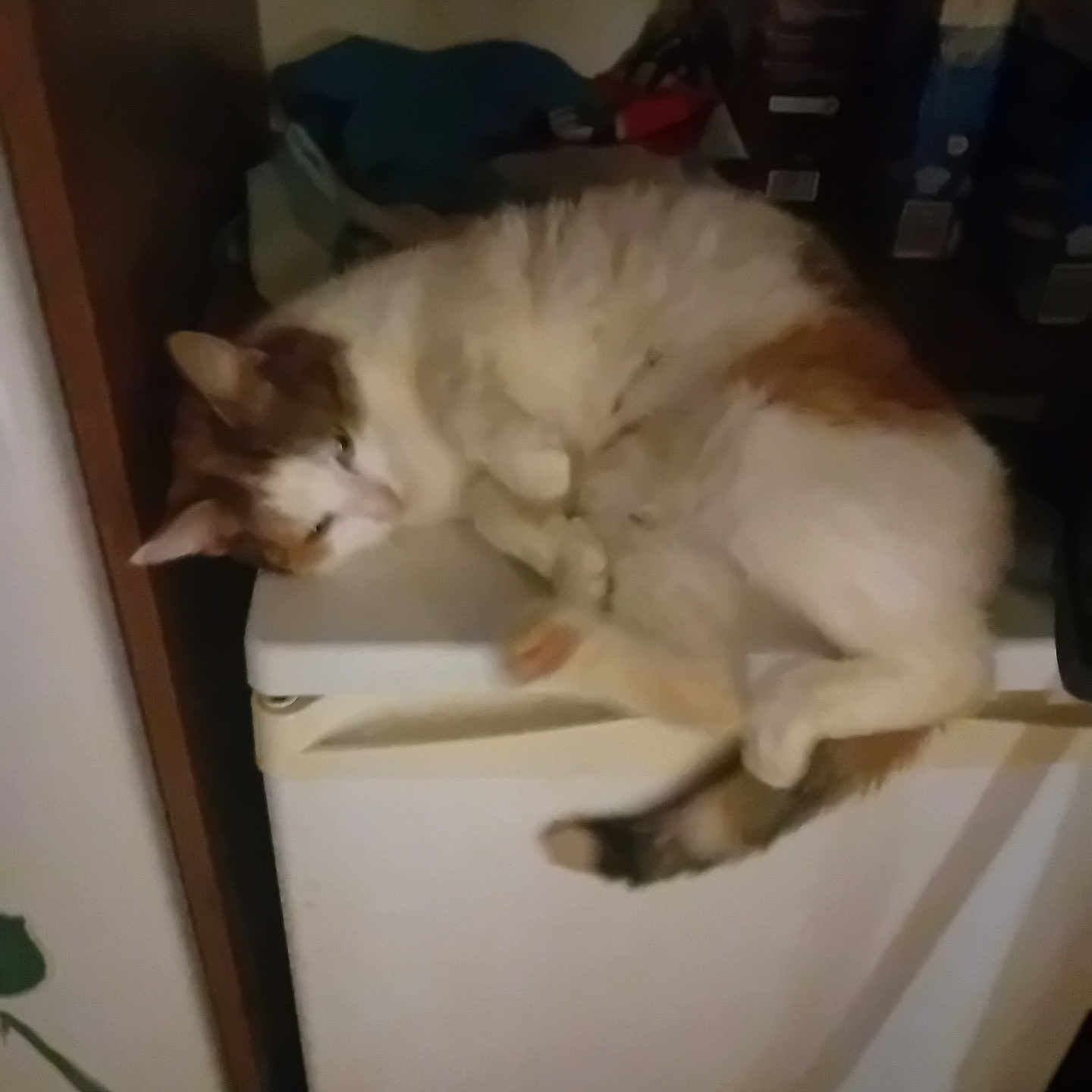 Titi a rejoint le concours — aidez-le/la à gagner de superbes lots ! appliance, brown, cat, cozy, curled_up, dimly_lit, domestic, feline, fur, household, indoor, orange, pet, quiet, refrigerator, relaxed, resting, sleeping, tail, white