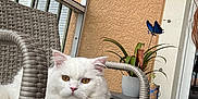 Brix joined the competition — help win amazing prizes! cat, white_cat, fluffy, amber_eyes, chair, wicker_chair, balcony, potted_plant, butterfly_decoration, outdoor, relaxed, pet, feline, fur, animal, resting, home, decor, table, window
