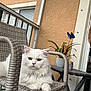 cat, white_cat, fluffy, amber_eyes, chair, wicker_chair, balcony, potted_plant, butterfly_decoration, outdoor, relaxed, pet, feline, fur, animal, resting, home, decor, table, window