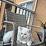 cat, white_cat, fluffy, chair, woven_chair, balcony, plant, window, outdoor, pet, feline, relaxed, amber_eyes, tail, furniture, resting, domestic_cat, home, cozy, portrait