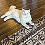 cat, white_cat, fluffy, indoor, wood_floor, rug, patterned_rug, pet, animal, relaxed, laying_down, feline, fur, domestic_cat, paw, ears, whiskers, yellow_eyes, home_interior, calm