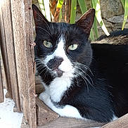 Ska a rejoint le concours — aidez-le/la à gagner de superbes lots ! cat, black_and_white, animal, pet, feline, whiskers, green_eyes, wood, rustic, outdoor, plants, leaves, stone_wall, close_up, portrait, relaxed, nature, daylight, fur, resting