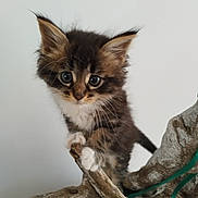 Pupute a rejoint le concours — aidez-le/la à gagner de superbes lots ! kitten, cat, animal, pet, feline, cute, fur, whiskers, paws, climbing, wood, branch, closeup, young, adorable, indoor, curious, small, eyes, face