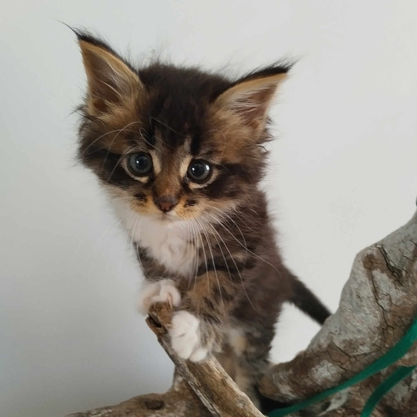 Pupute a rejoint le concours — aidez-le/la à gagner de superbes lots ! adorable, animal, branch, cat, climbing, closeup, curious, cute, eyes, face, feline, fur, indoor, kitten, paws, pet, small, whiskers, wood, young