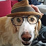 Fluff participe au concours pour gagner de l'argent avec cette photo : dog, glasses, hat, pet, canine, smile, face, fur, indoor, couch, pillow, striped, brown, white, closeup, portrait, nose, eyes, hand, relaxed