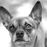 Marley a rejoint le concours — aidez-le/la à gagner de superbes lots ! dog, animal, pet, close_up, ears, portrait, black_and_white, fur, canine, outdoor, nose, face, expression, eyes, whiskers, muzzle, head, blurred_background, small_dog, alert