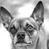 dog, animal, pet, close_up, ears, portrait, black_and_white, fur, canine, outdoor, nose, face, expression, eyes, whiskers, muzzle, head, blurred_background, small_dog, alert