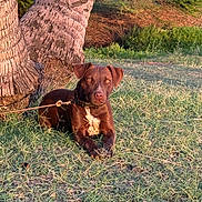 Choko joined the competition — help win amazing prizes! dog, brown_dog, grass, tree_trunk, leash, outdoor, nature, sunlight, pet, canine, animal, resting, park, greenery, daylight, closeup, ears, muzzle, collar, ground