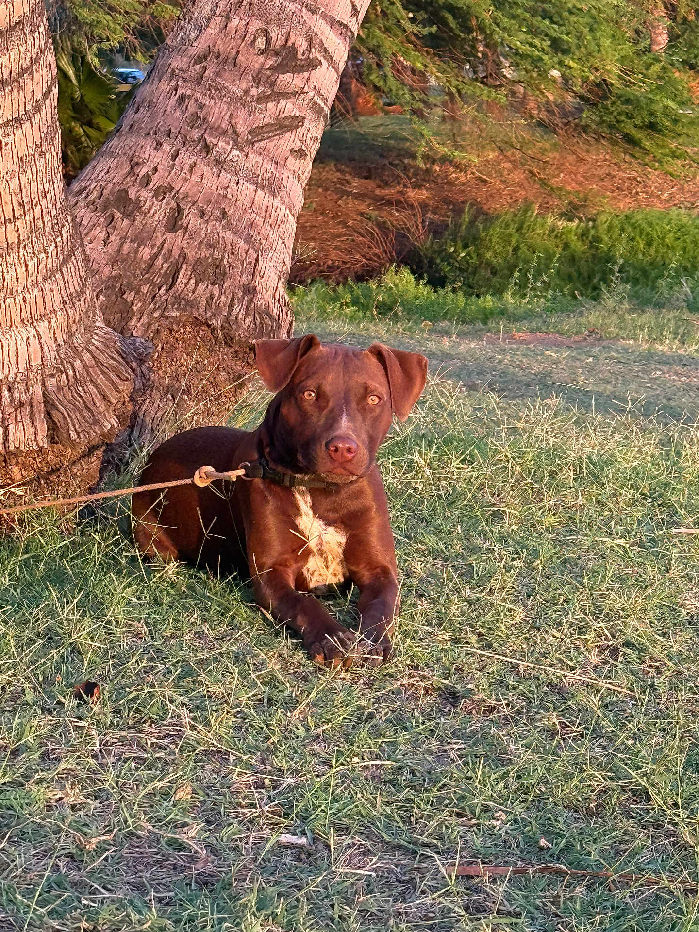 Choko joined the competition — help win amazing prizes! dog, brown_dog, grass, tree_trunk, leash, outdoor, nature, sunlight, pet, canine, animal, resting, park, greenery, daylight, closeup, ears, muzzle, collar, ground