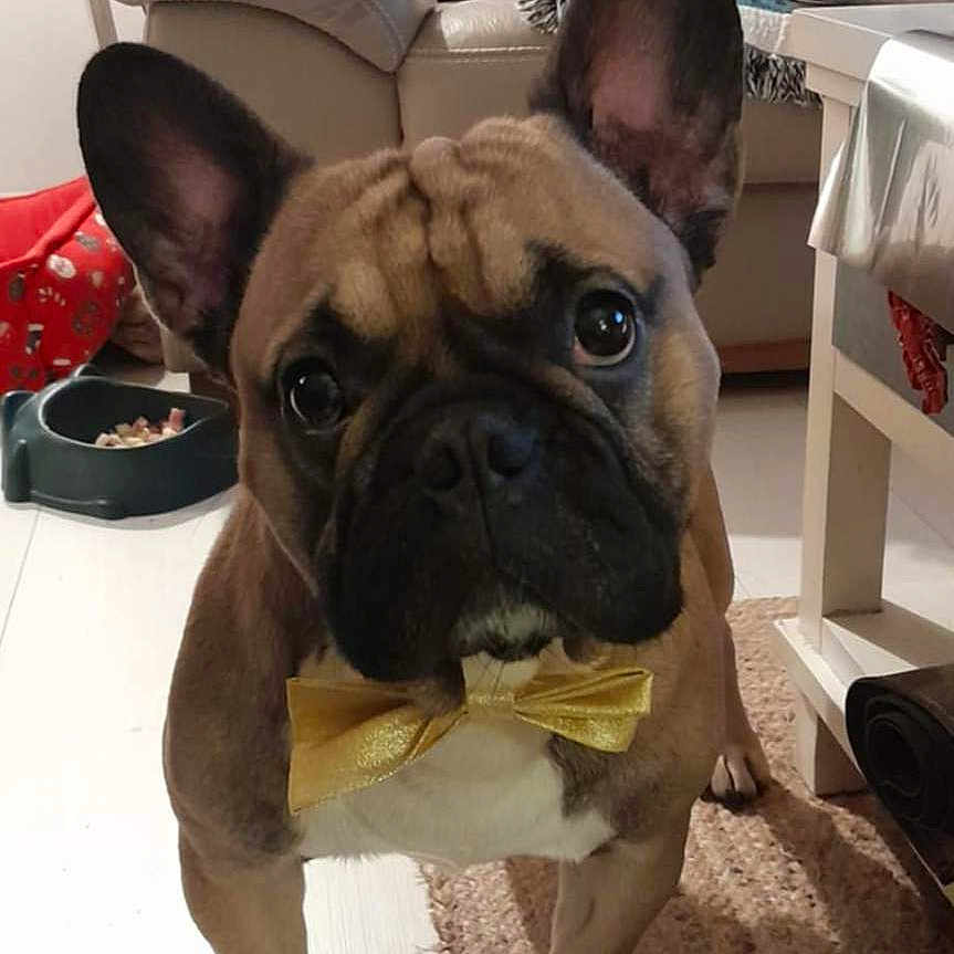 Tourteau a rejoint le concours — aidez-le/la à gagner de superbes lots ! blanket, bow_tie, brown_fur, carpet, close_up, couch, curious, cute, dog, domestic, ears_up, floor, food_bowl, french_bulldog, furniture, indoor, living_room, pet, table, white_paws