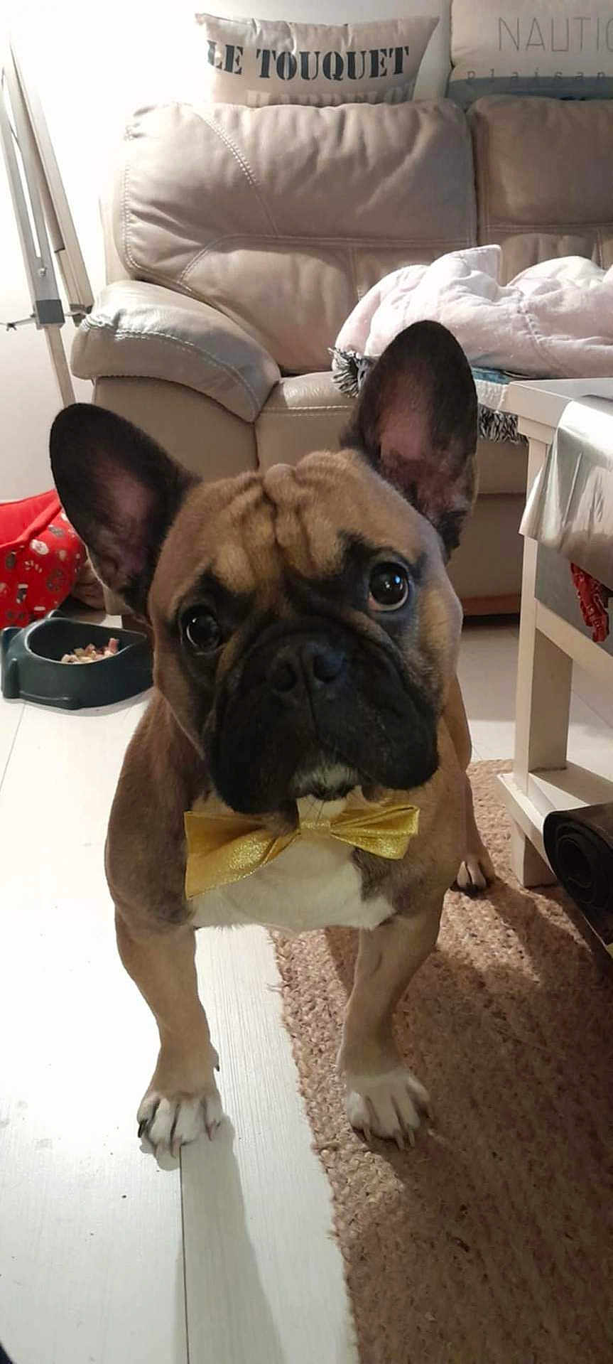 Tourteau a rejoint le concours — aidez-le/la à gagner de superbes lots ! blanket, bow_tie, brown_fur, carpet, close_up, couch, curious, cute, dog, domestic, ears_up, floor, food_bowl, french_bulldog, furniture, indoor, living_room, pet, table, white_paws