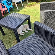 Pepsie a rejoint le concours — aidez-le/la à gagner de superbes lots ! animal, backyard, cat, chair, colorful, daytime, furniture, garden, grass, leisure, nature, outdoor, pet, plastic_chair, relaxing, resting, shade, sunlight, table, wicker