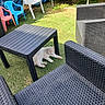 animal, backyard, cat, chair, colorful, daytime, furniture, garden, grass, leisure, nature, outdoor, pet, plastic_chair, relaxing, resting, shade, sunlight, table, wicker