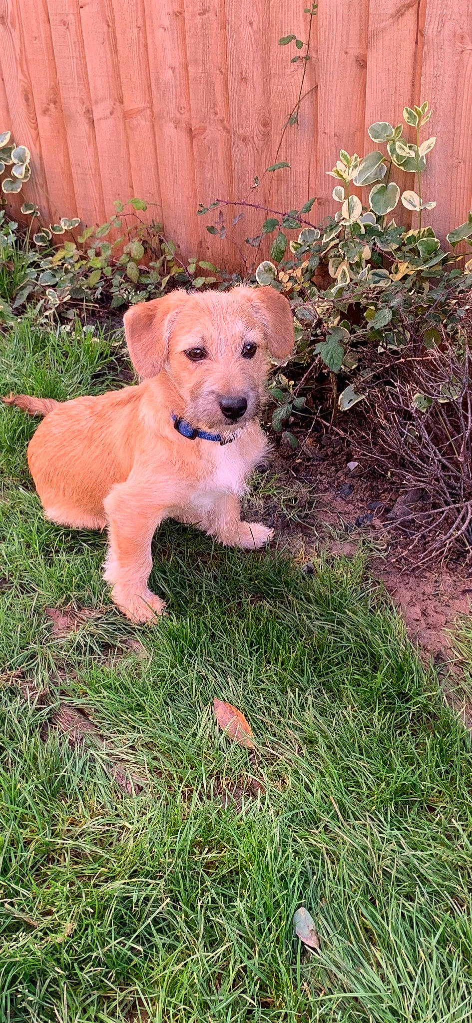 Honey joined the competition — help win amazing prizes! canidae, carnivore, companion_dog, dog, dog_breed, fawn, golden_retriever, grass, labrador_retriever, mammal, puppy, retriever, sporting_group, vertebrate