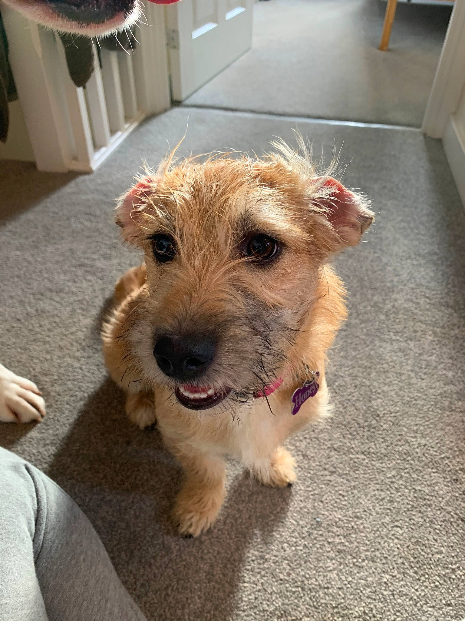 Honey joined the competition — help win amazing prizes! cairn_terrier, canidae, carnivore, companion_dog, dog, dog_breed, dutch_smoushond, fox_terrier, glen_of_imaal_terrier, mammal, norfolk_terrier, norwich_terrier, puppy, rare_breed_dog, small_terrier, snout, sporting_group, sporting_lucas_terrier, terrier, vertebrate