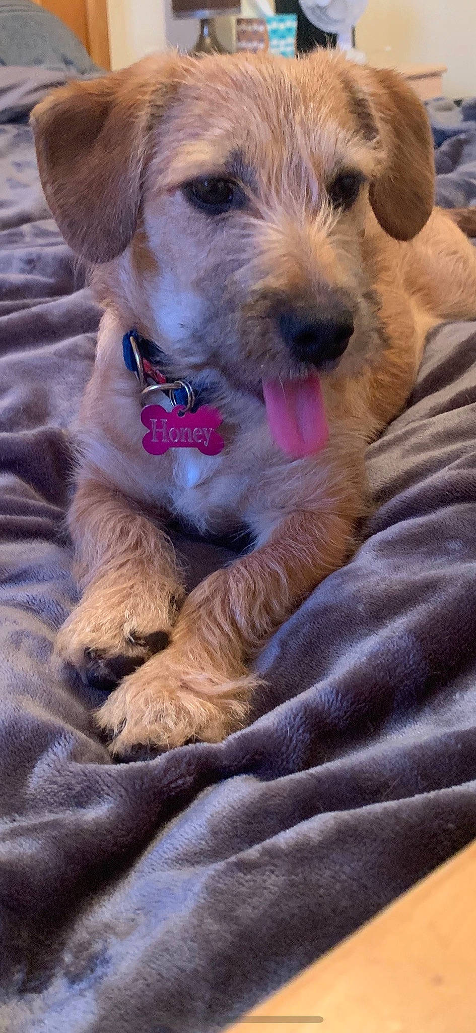 Honey is registered to the contest to win money with this photo: basset_fauve_de_bretagne, cairn_terrier, canidae, carnivore, companion_dog, dog, dog_breed, dutch_smoushond, goldendoodle, mammal, norfolk_terrier, puppy, rare_breed_dog, schnoodle, snout, sporting_group, sporting_lucas_terrier, styrian_coarse_haired_hound, terrier, vertebrate