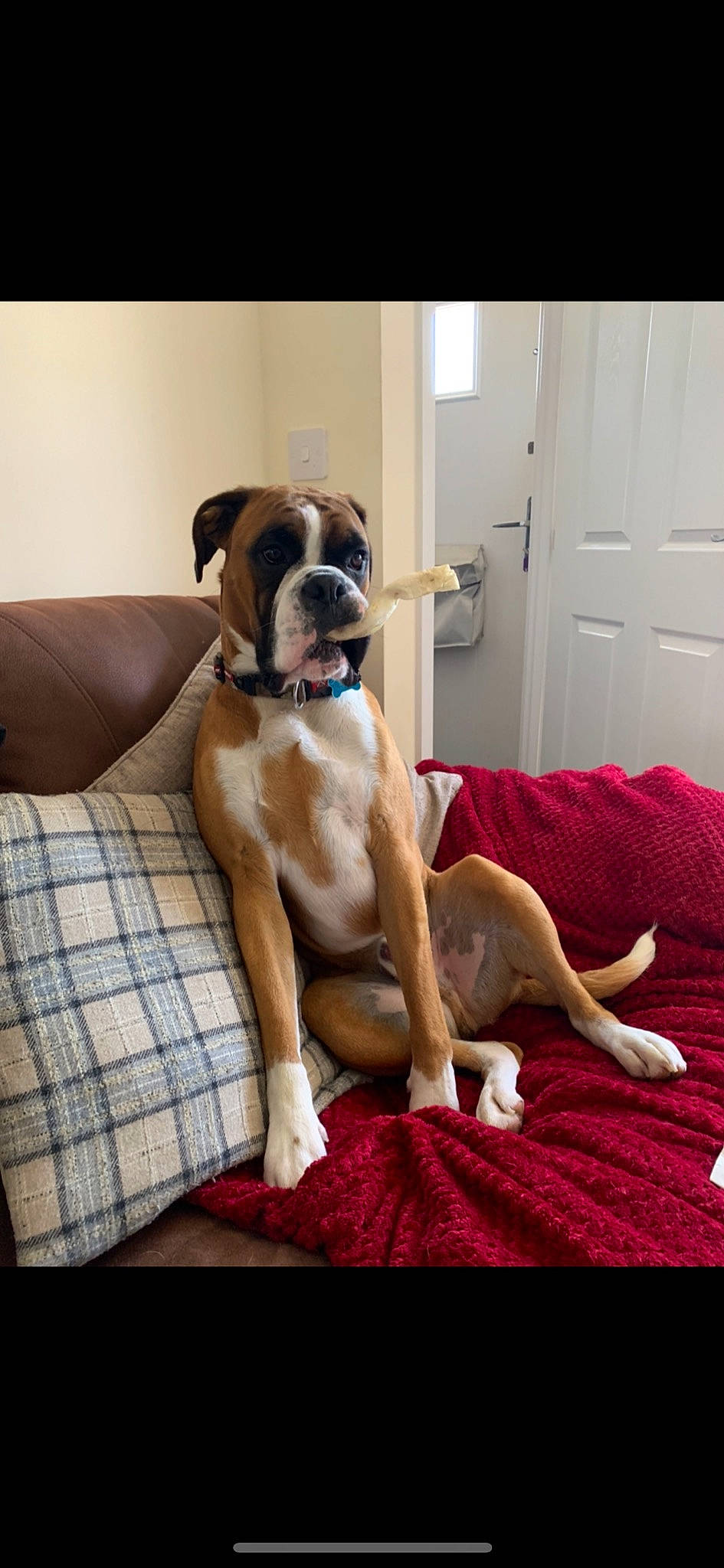 Hogan joined the competition — help win amazing prizes! australian_bulldog, boerboel, boxer, bullmastiff, canidae, carnivore, companion_dog, dog, dog_breed, dog_collar, english_mastiff, fawn, furniture, mammal, molosser, non_sporting_group, snout, sporting_group, valley_bulldog, vertebrate