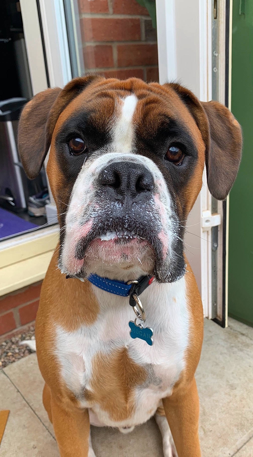 Hogan joined the competition — help win amazing prizes! ancient_dog_breeds, australian_bulldog, boxer, british_bulldogs, bulldog, canidae, carnivore, companion_dog, dog, dog_breed, fawn, mammal, old_english_bulldog, olde_english_bulldogge, rare_breed_dog, renascence_bulldogge, snout, sporting_group, valley_bulldog, vertebrate