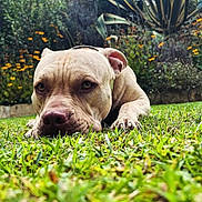 Simba participe au concours pour gagner de l'argent avec cette photo : dog, grass, garden, flowers, plants, outdoor, pet, canine, animal, nature, greenery, closeup, portrait, relaxed, lying_down, snout, ears, paws, background, daylight