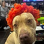 Simba participe au concours pour gagner de l'argent avec cette photo : dog, orange_wig, close_up, indoor, living_room, person, sitting, television, shelf, furniture, curly_hair, brown_dog, face, pet, home, floor, casual, background, expression, seated_person