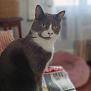 Lilly participe au concours pour gagner de l'argent avec cette photo : blanket, bokeh, cat, close_up, cozy, curtain, feline, furniture, gray_fur, home_interior, indoor, magazine, paws, pet, portrait, soft_light, whiskers, white_fur, window, yellow_eyes