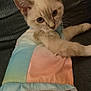 Penelope is registered to the contest to win money with this photo: kitten, cat, pet, animal, feline, cute, pastel_colors, dress, clothing, indoor, couch, texture, fur, whiskers, ears, lying_down, looking_at_camera, domestic_cat, close_up, young_cat