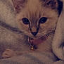 Penelope joined the competition — help win amazing prizes! kitten, cat, pet, blanket, cozy, cute, fur, animal, collar, indoor, resting, soft, whiskers, ears, paws, young, domestic, comfort, closeup, snuggled