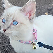 Penelope joined the competition — help win amazing prizes! kitten, cat, blue_eyes, white_fur, collar, bell, pet, young_animal, curious, close_up, outdoor, dirt_ground, wood_chips, animal, small, cute, fur, whiskers, ears, leash