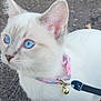 kitten, cat, blue_eyes, white_fur, collar, bell, pet, young_animal, curious, close_up, outdoor, dirt_ground, wood_chips, animal, small, cute, fur, whiskers, ears, leash