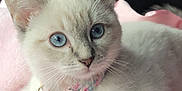 Penelope joined the competition — help win amazing prizes! kitten, cat, blue_eyes, collar, bell, pink_blanket, soft_texture, fur, pet, cute, animal, indoor, car_seat, leather_seat, close_up, portrait, young, whiskers, relaxed, curious