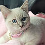 kitten, cat, blue_eyes, collar, bell, pink_blanket, soft_texture, fur, pet, cute, animal, indoor, car_seat, leather_seat, close_up, portrait, young, whiskers, relaxed, curious